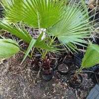 Washingtonia Robusta