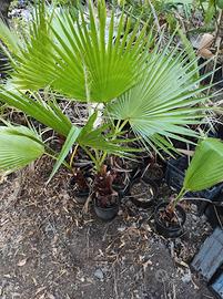 Washingtonia Robusta