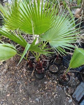 Washingtonia Robusta