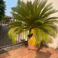 Pianta cycas