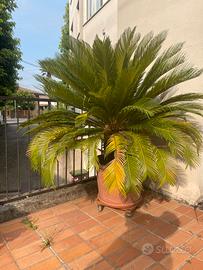 Pianta cycas