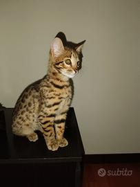 Gatto bengala