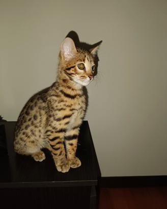 Gatto bengala