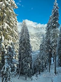 Marilleva - appartamento sugli impianti sciistici