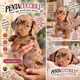 BASSOTTI NANI TEDESCHI MERLE CUCCIOLI - bassotto