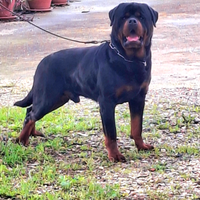 Stallone rottweiler