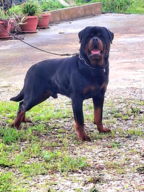 Stallone rottweiler