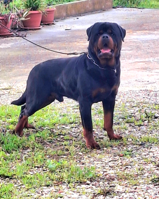 Stallone rottweiler