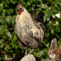 Galline e galli , hedemora, wyandotte, varie razze
