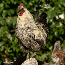 Galline e galli , hedemora, wyandotte, varie razze