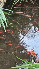 Pesci rossi vari colori e dimensioni