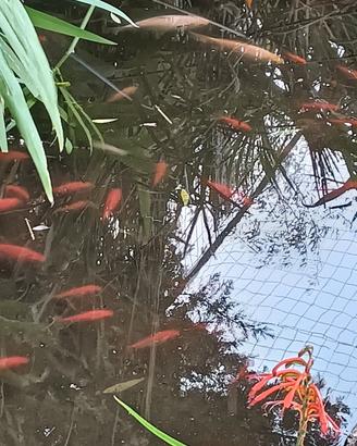 Pesci rossi vari colori e dimensioni