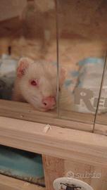 Furetto albino maschio