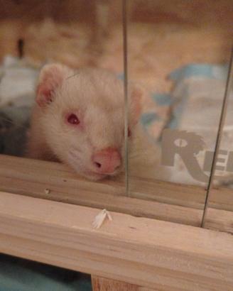 Furetto albino maschio
