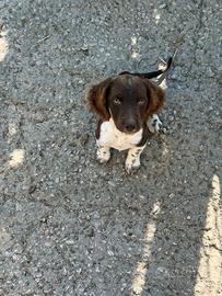 Cagnolini Springer × Bracco