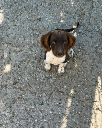 Cagnolini Springer × Bracco