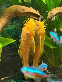 Ancistrus L144 occhi blu