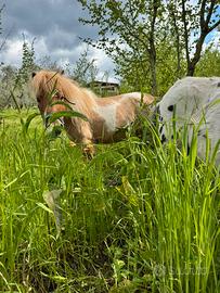 Mini pony Femmina