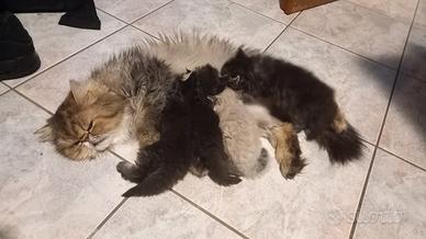 Cuccioli di gatto Persiano a pelo lungo