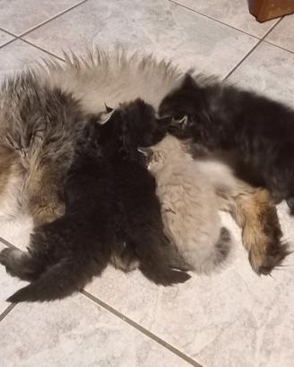 Cuccioli di gatto Persiano a pelo lungo