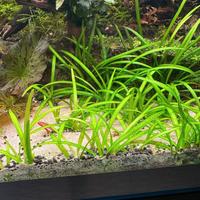 Sagittaria subulata  Pratino per acquario natural