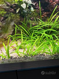 Sagittaria subulata  Pratino per acquario natural