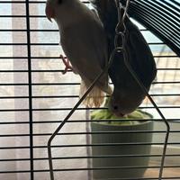 Pappagalli Inseparabili