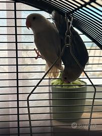 Pappagalli Inseparabili