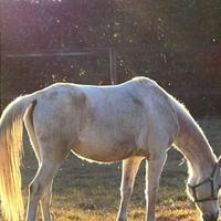 Cavalla 12 anni