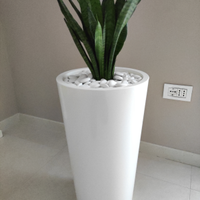 Vaso moderno alto bianco con Sanseveria