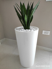 Vaso moderno alto bianco con Sanseveria