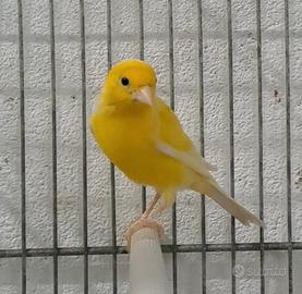 Canarini gialli