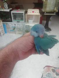 Pappagallo parrocchetto monaco Pallid e blu