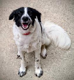 Cane Jack
