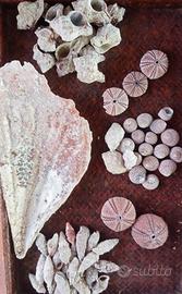 lotto di 68 conchiglie naturali mediterraneo Rosa