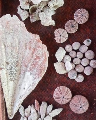 lotto di 68 conchiglie naturali mediterraneo Rosa