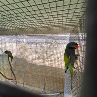 Coppia derbiana riproduttrice