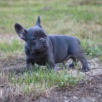 Cuccioli di bulldog francesi blu maschio femmina