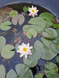 Ninfee per Pesci Rossi