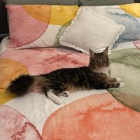 Maine Coon accoppiamento