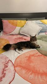 Maine Coon accoppiamento