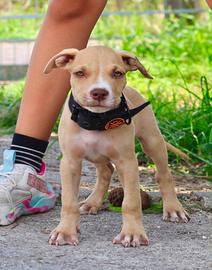 Cucciola di Pitbull
