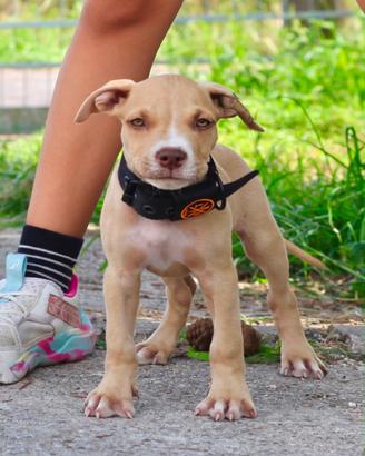 Cucciola di Pitbull
