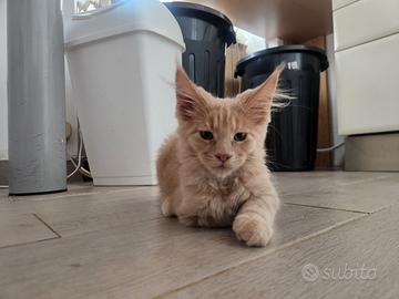 Cucciolo di Maine Coon