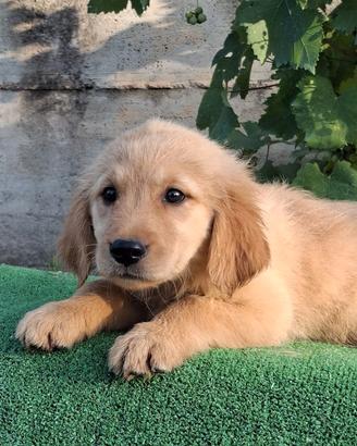 Golden retriver