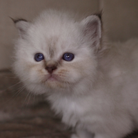 Cuccioli gatto Sacro di Birmania