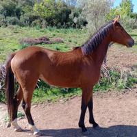 Filigrana Dorada