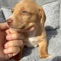 Cucciolo bassotto pelo corto