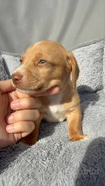 Cucciolo bassotto pelo corto