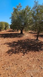 Terreno Agricolo in produzione